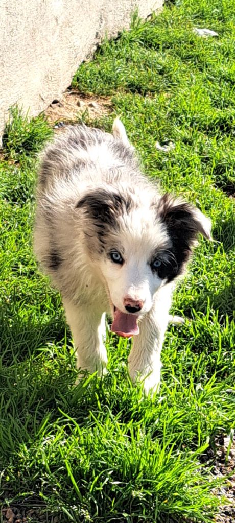 Nathalie Rogues - Chiot disponible  - Border Collie