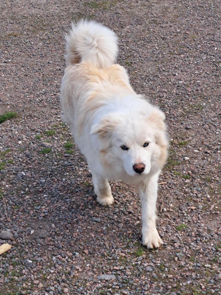 shepherd cottage Ulisse