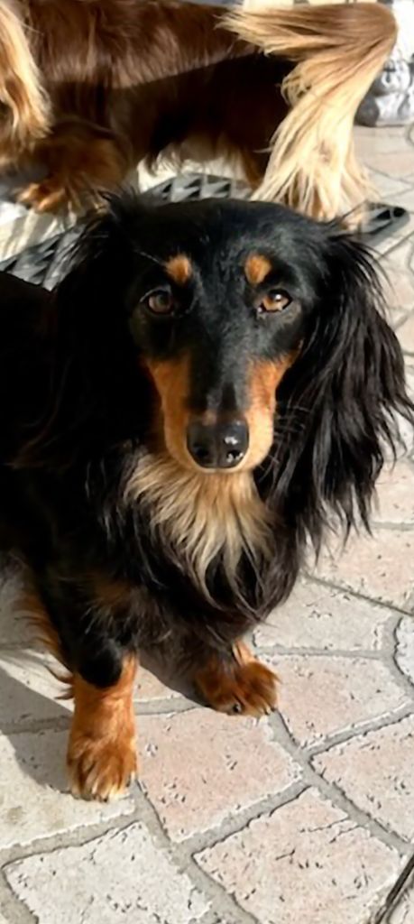 U'love les anges de l'amapola (Sans Affixe)