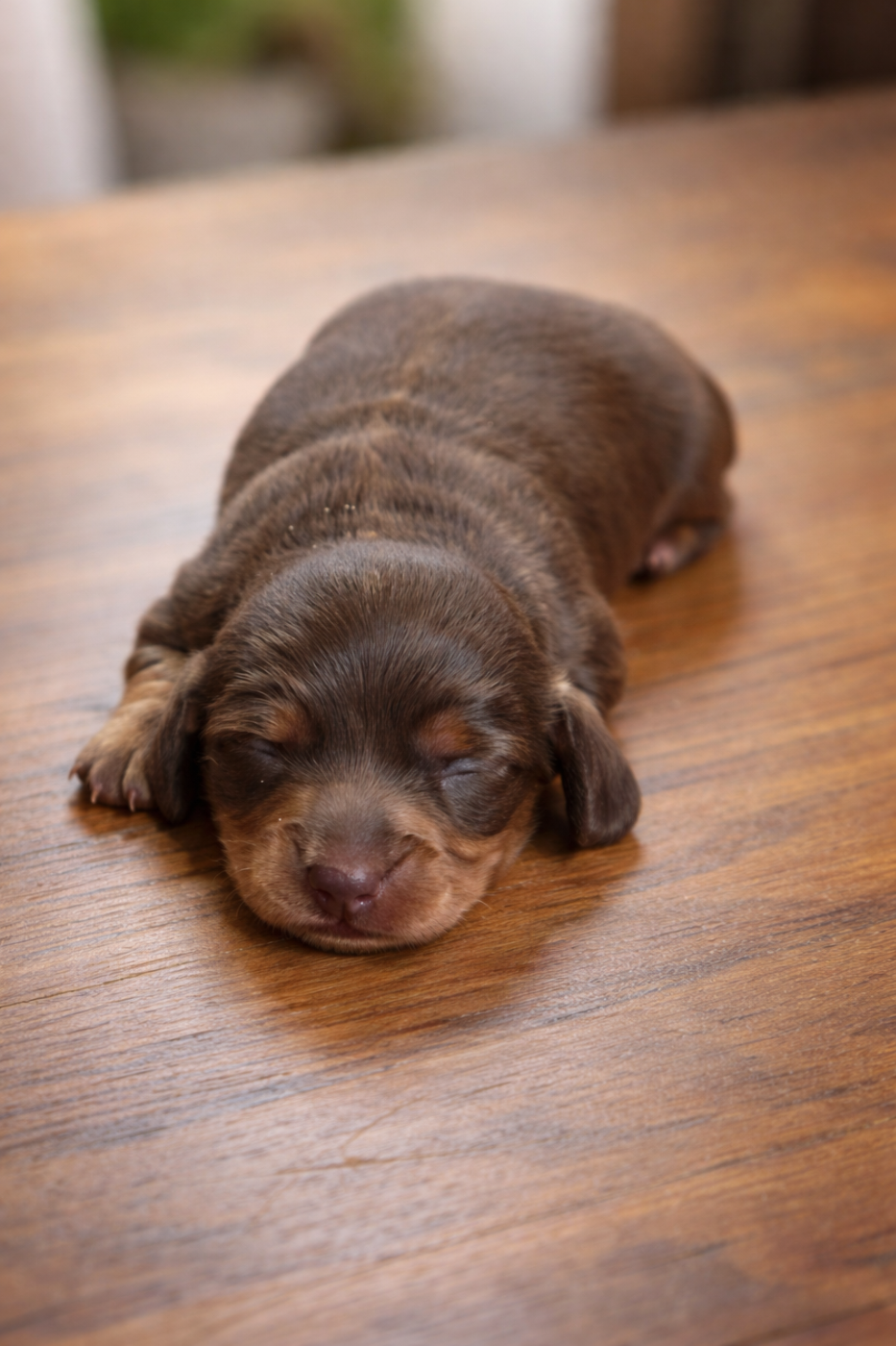 Nathalie Rogues - 🐾 Naissance d une chiot femelle Teckel poil long chocolat LOF 1er janvier Texte : Nous avons le plaisir de vous annoncer la naissance d une chiot femelle Teckel poil long, de couleur chocolat, née le 1er janvier.