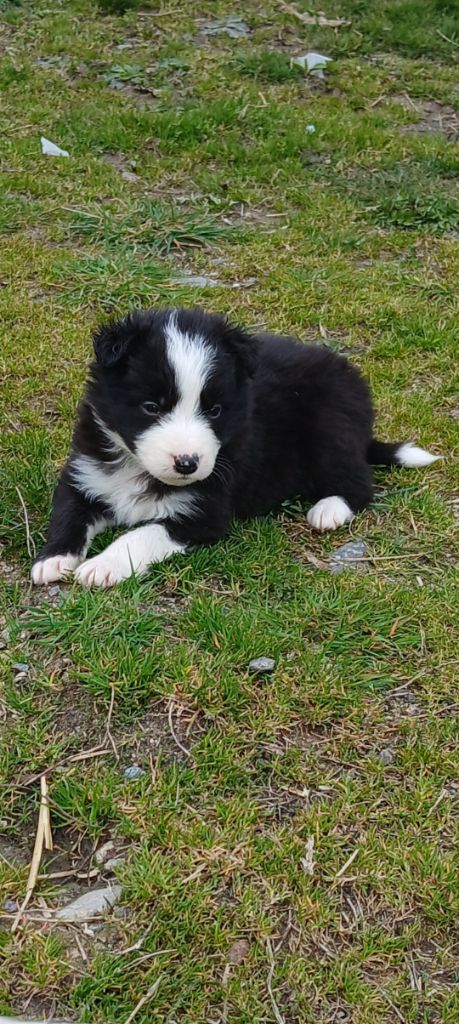 Nathalie Rogues - Chiots disponibles - Border Collie