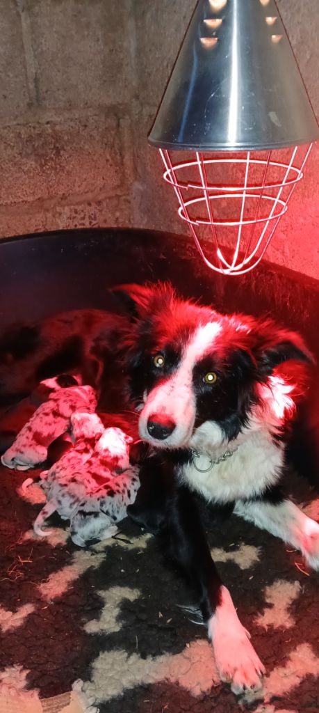 Chiot Border Collie Nathalie Rogues
