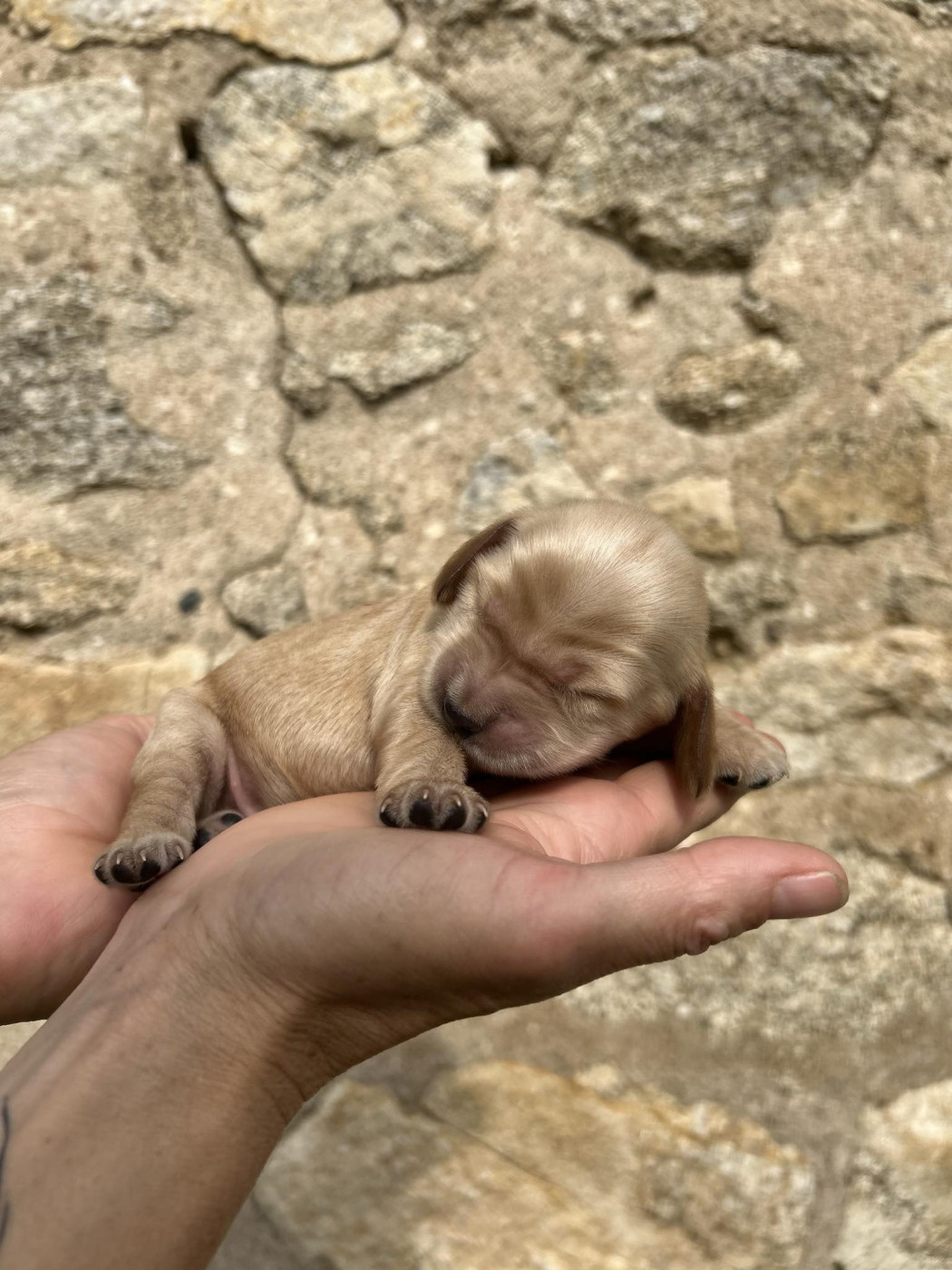 Nathalie Rogues - Chiots disponibles - Cocker Spaniel Anglais