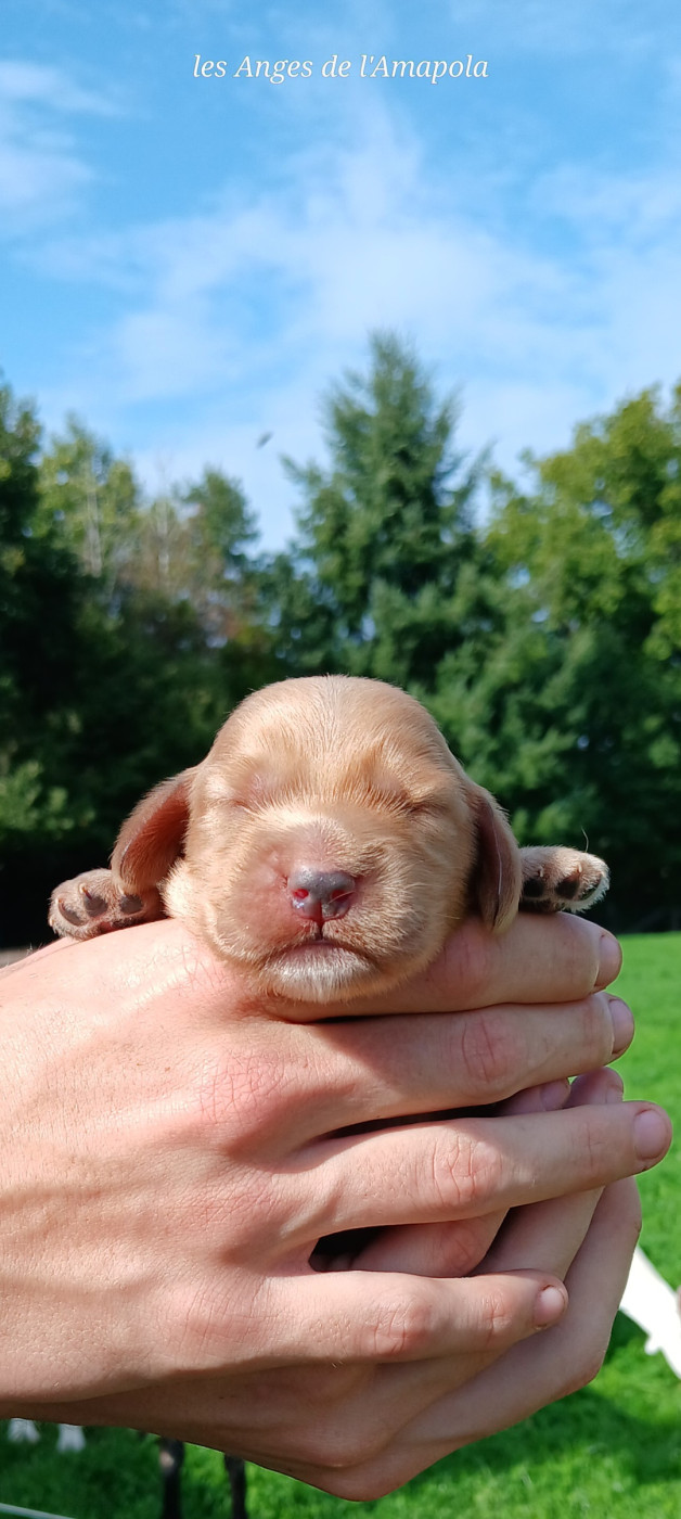 Nathalie Rogues - Chiots disponibles - Cocker Spaniel Anglais