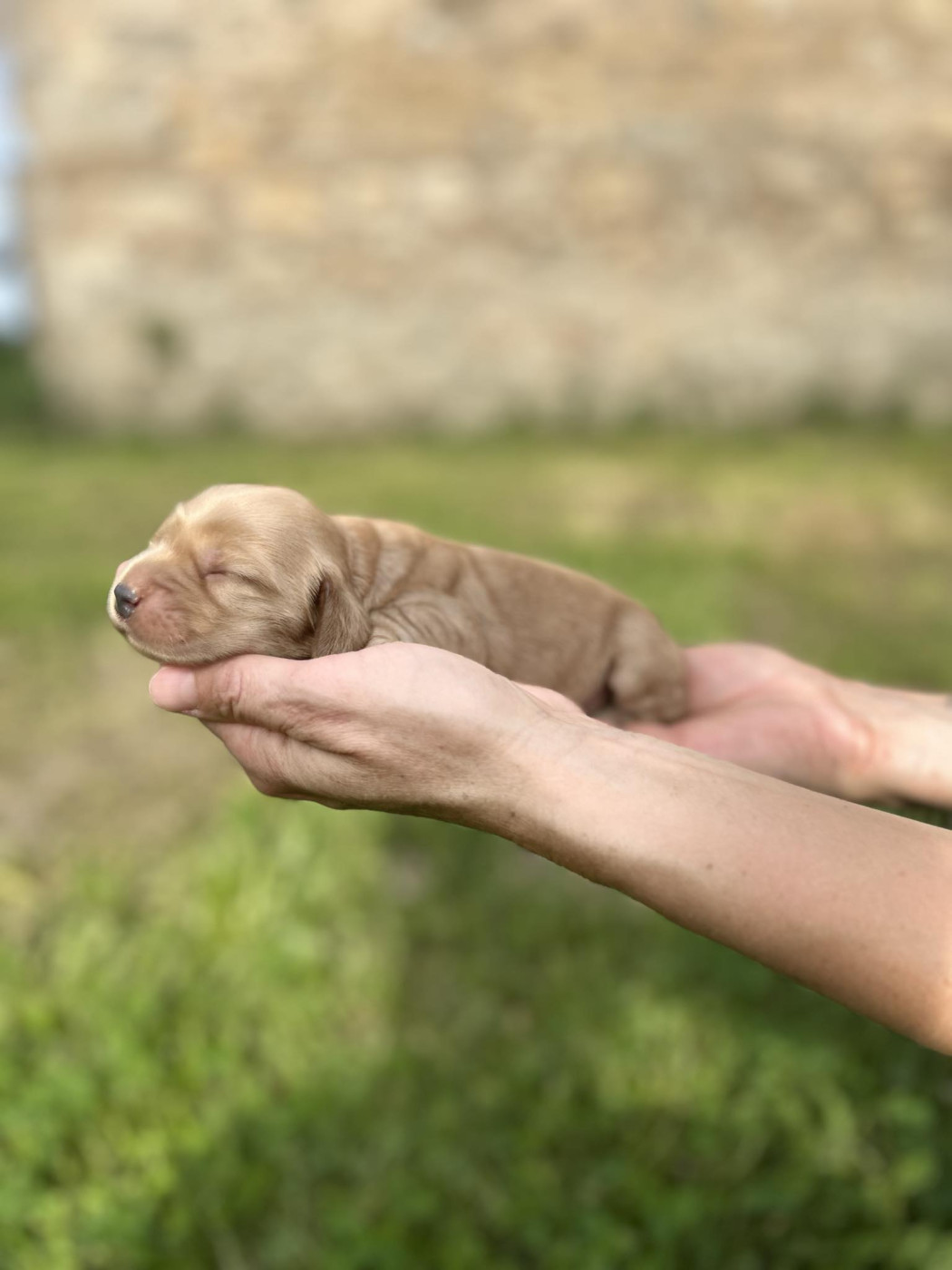 Nathalie Rogues - Chiots disponibles - Cocker Spaniel Anglais