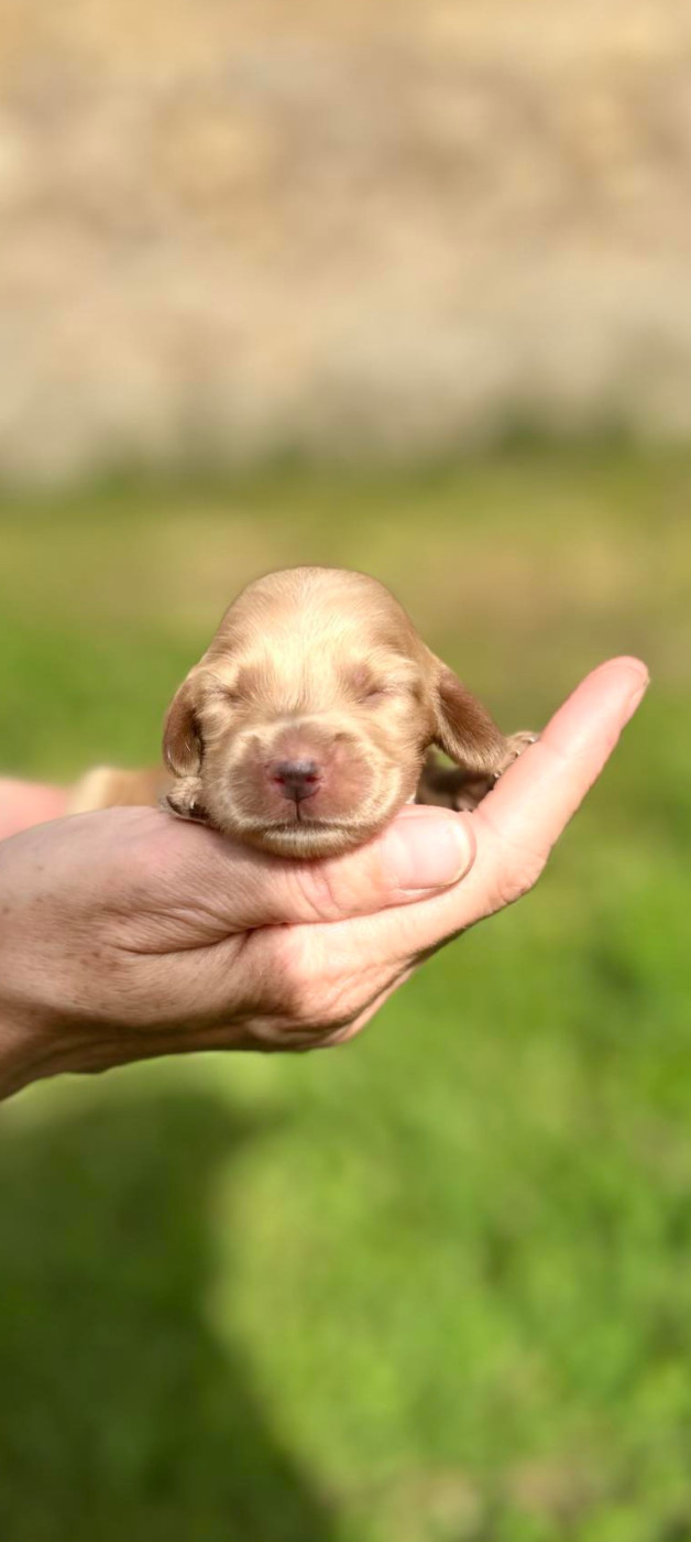 Nathalie Rogues - Chiots disponibles - Cocker Spaniel Anglais