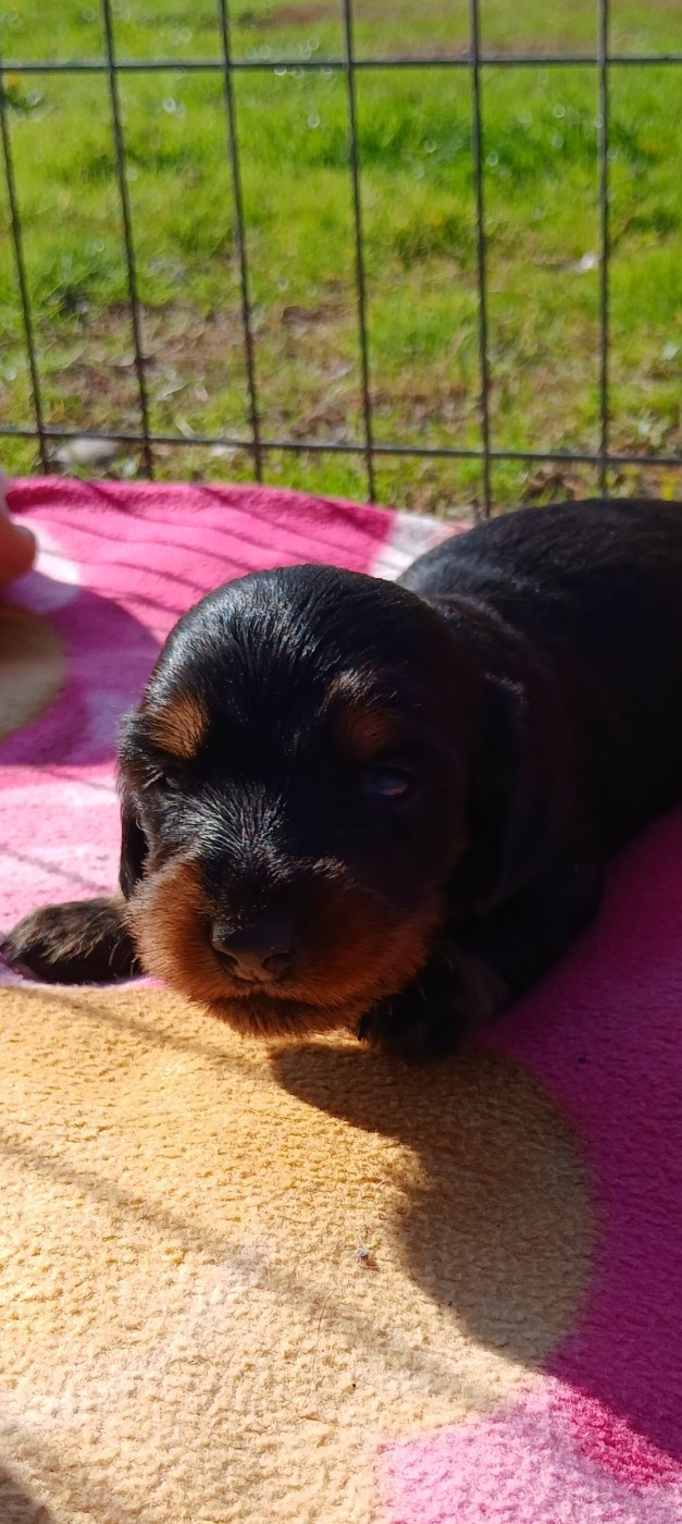 Nathalie Rogues - Chiots disponibles - Teckel poil long