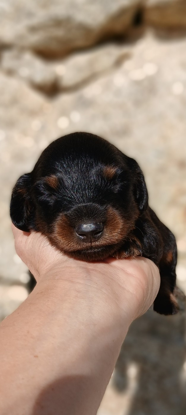 Nathalie Rogues - Chiots disponibles - Teckel poil long