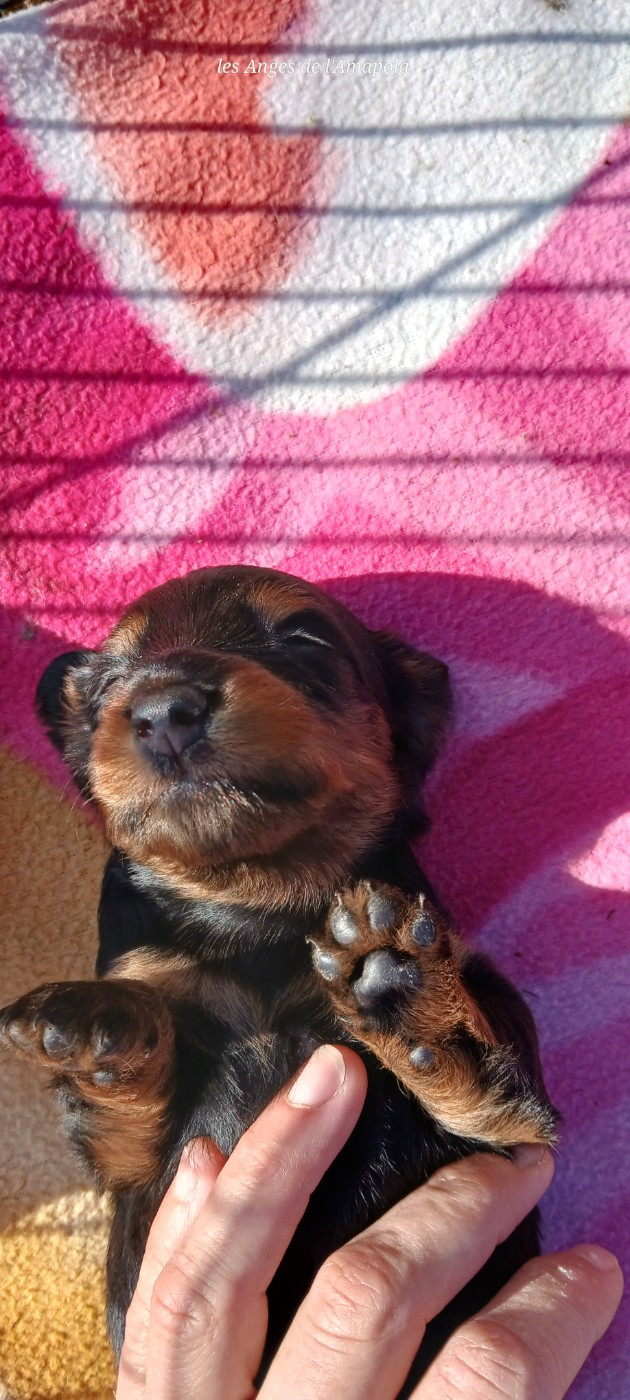 Nathalie Rogues - Teckel poil long - Portée née le 21/09/2025