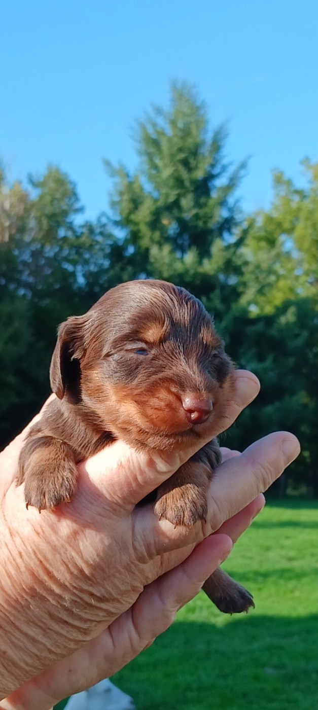 Nathalie Rogues - Chiots disponibles - Teckel poil long