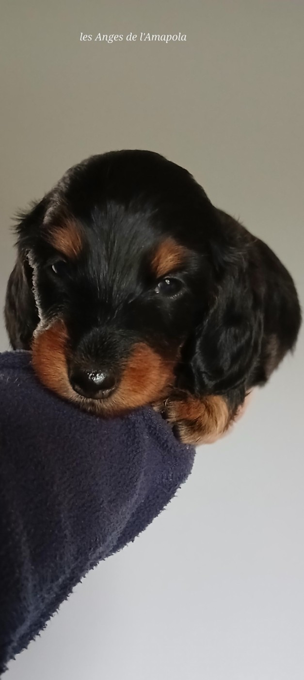 Nathalie Rogues - Teckel poil long - Portée née le 25/09/2025