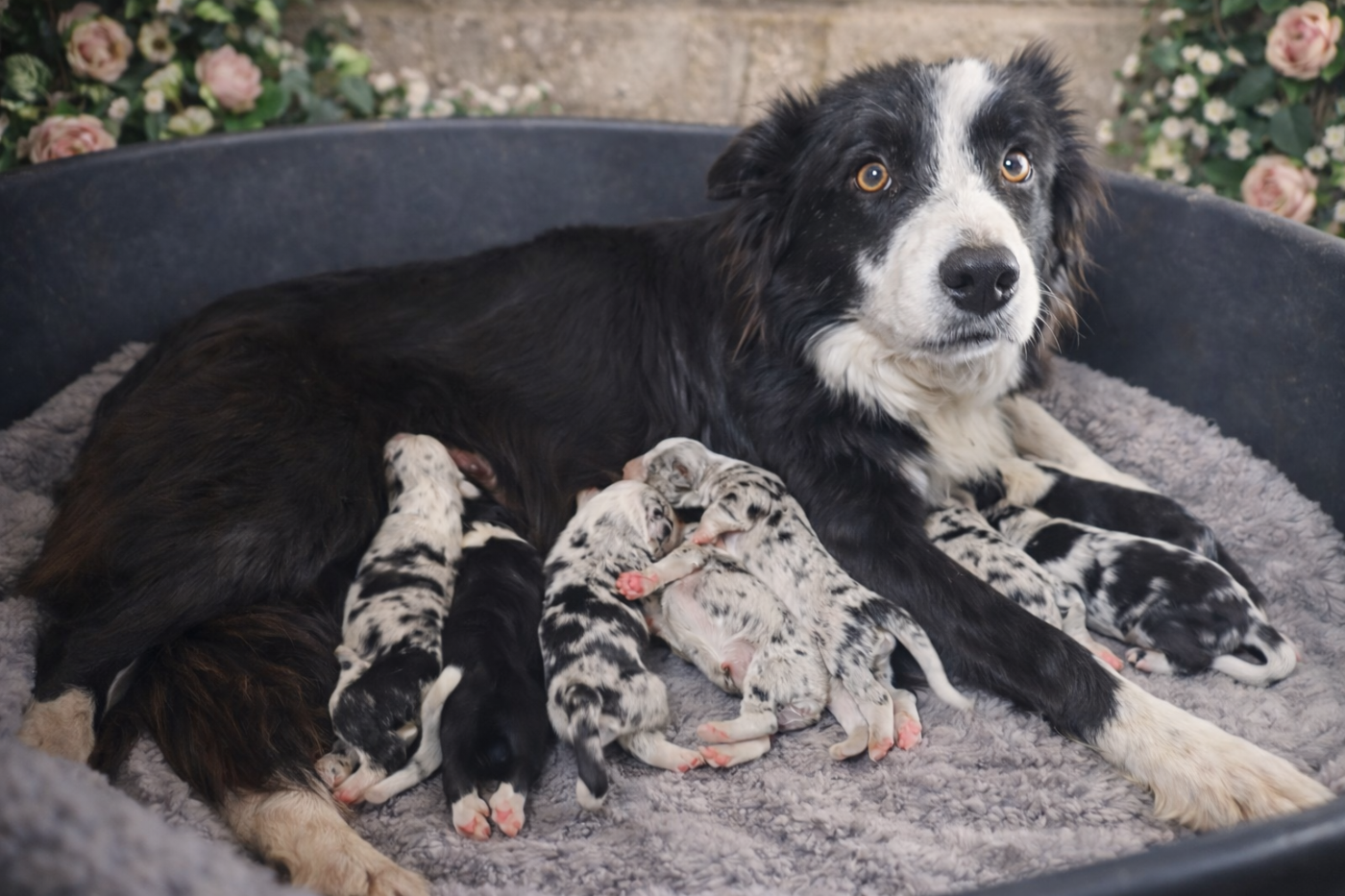 Chiot Border Collie Nathalie Rogues