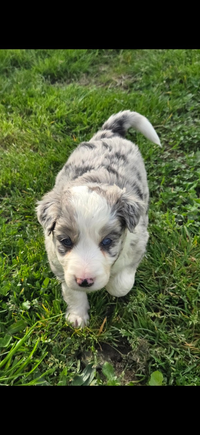 Nathalie Rogues - Chiots disponibles - Border Collie