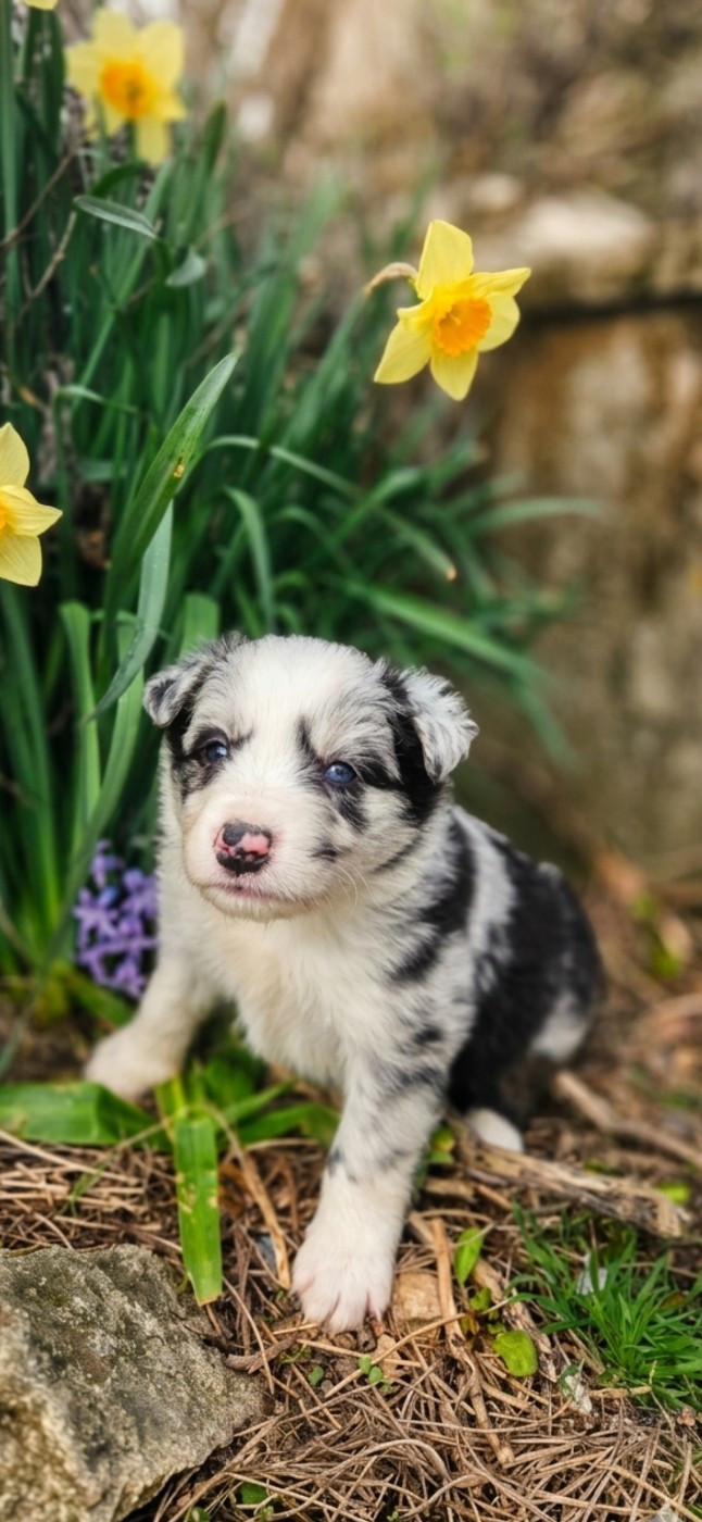 Nathalie Rogues - Chiots disponibles - Border Collie