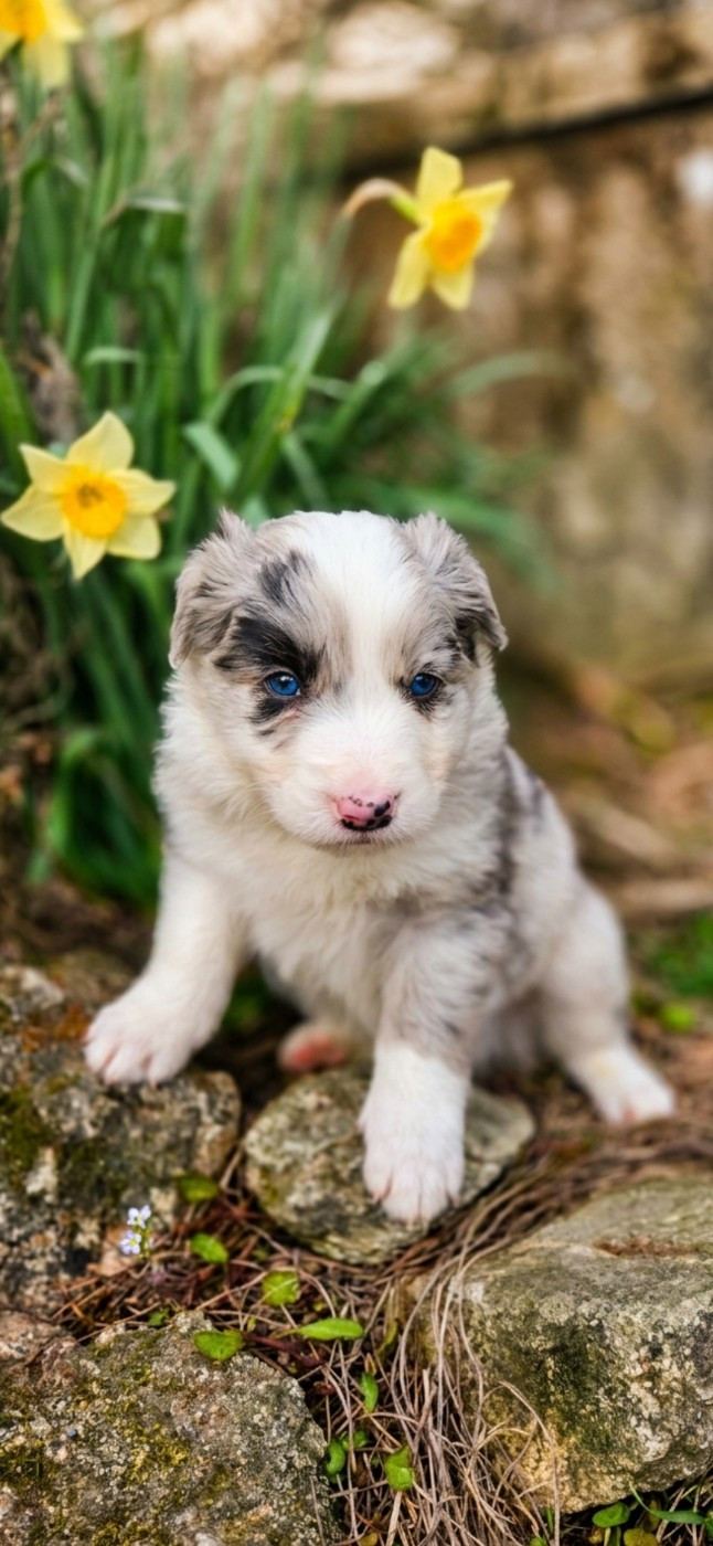 Nathalie Rogues - Chiots disponibles - Border Collie