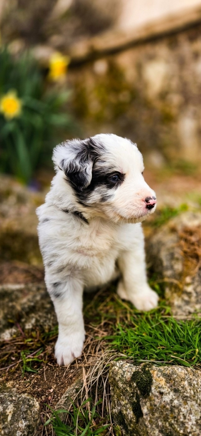 Nathalie Rogues - Chiots disponibles - Border Collie