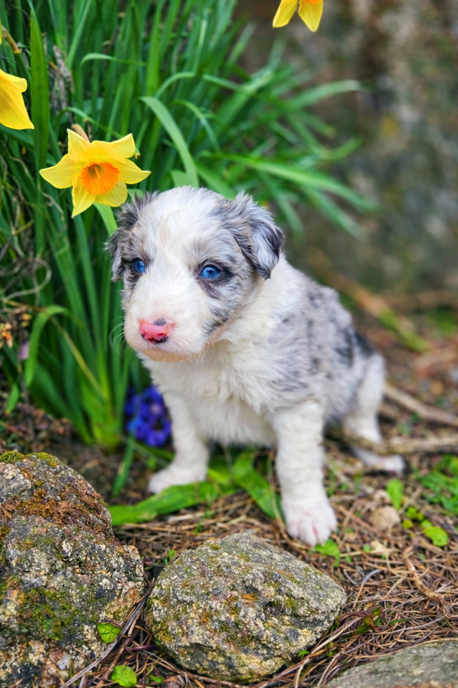 Nathalie Rogues - Chiots disponibles - Border Collie
