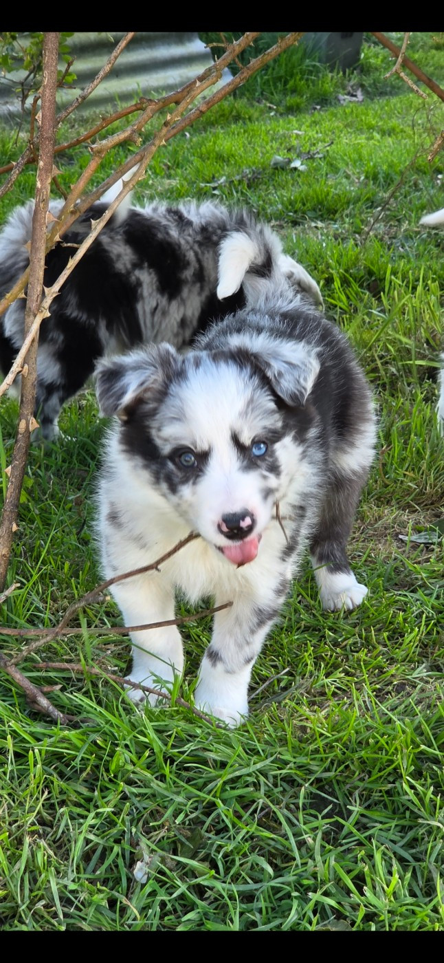 Nathalie Rogues - Chiots disponibles - Border Collie