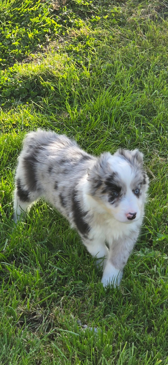 Nathalie Rogues - Chiots disponibles - Border Collie