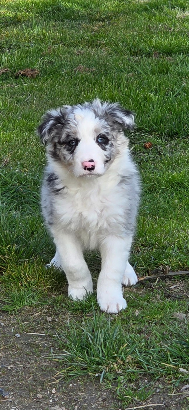 Nathalie Rogues - Chiots disponibles - Border Collie