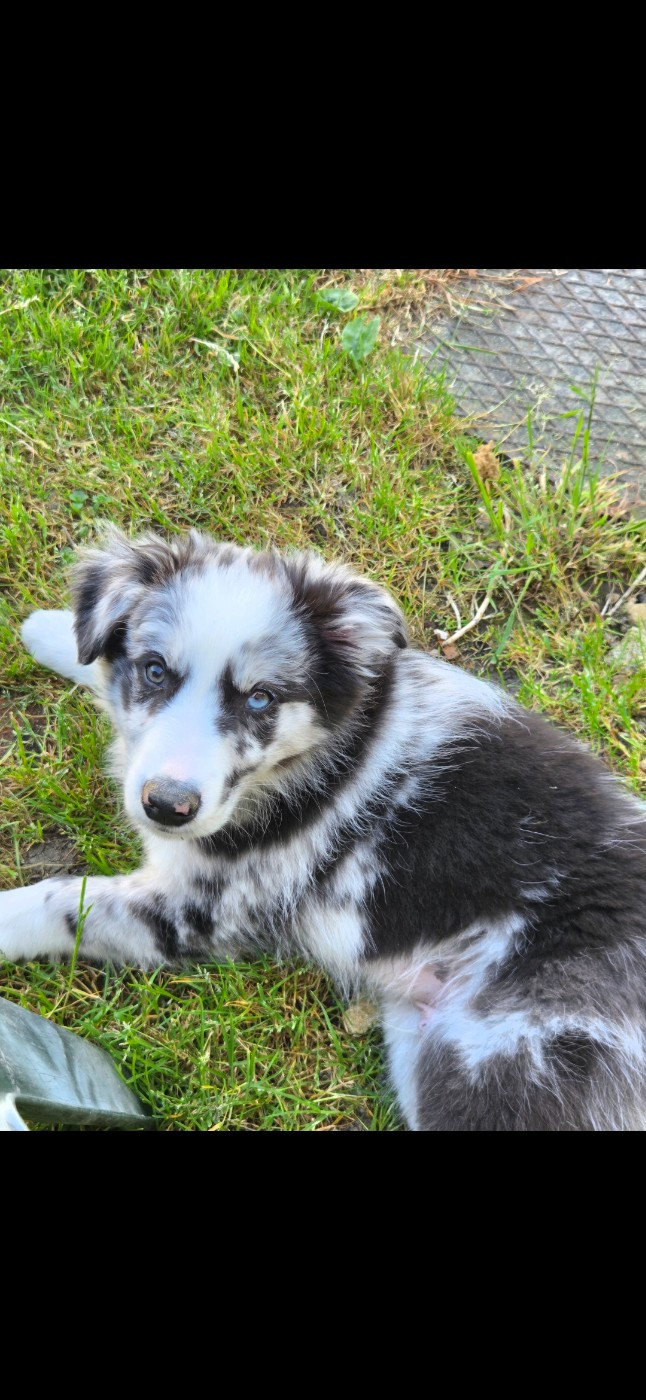 Nathalie Rogues - Chiots disponibles - Border Collie