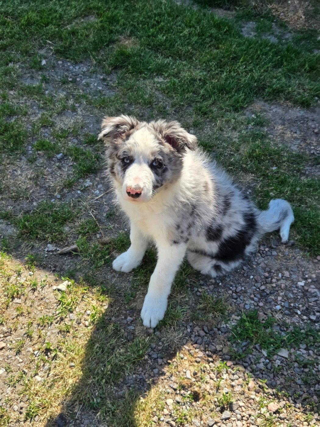 Nathalie Rogues - Chiots disponibles - Border Collie