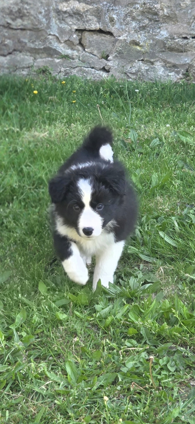 Nathalie Rogues - Chiots disponibles - Border Collie