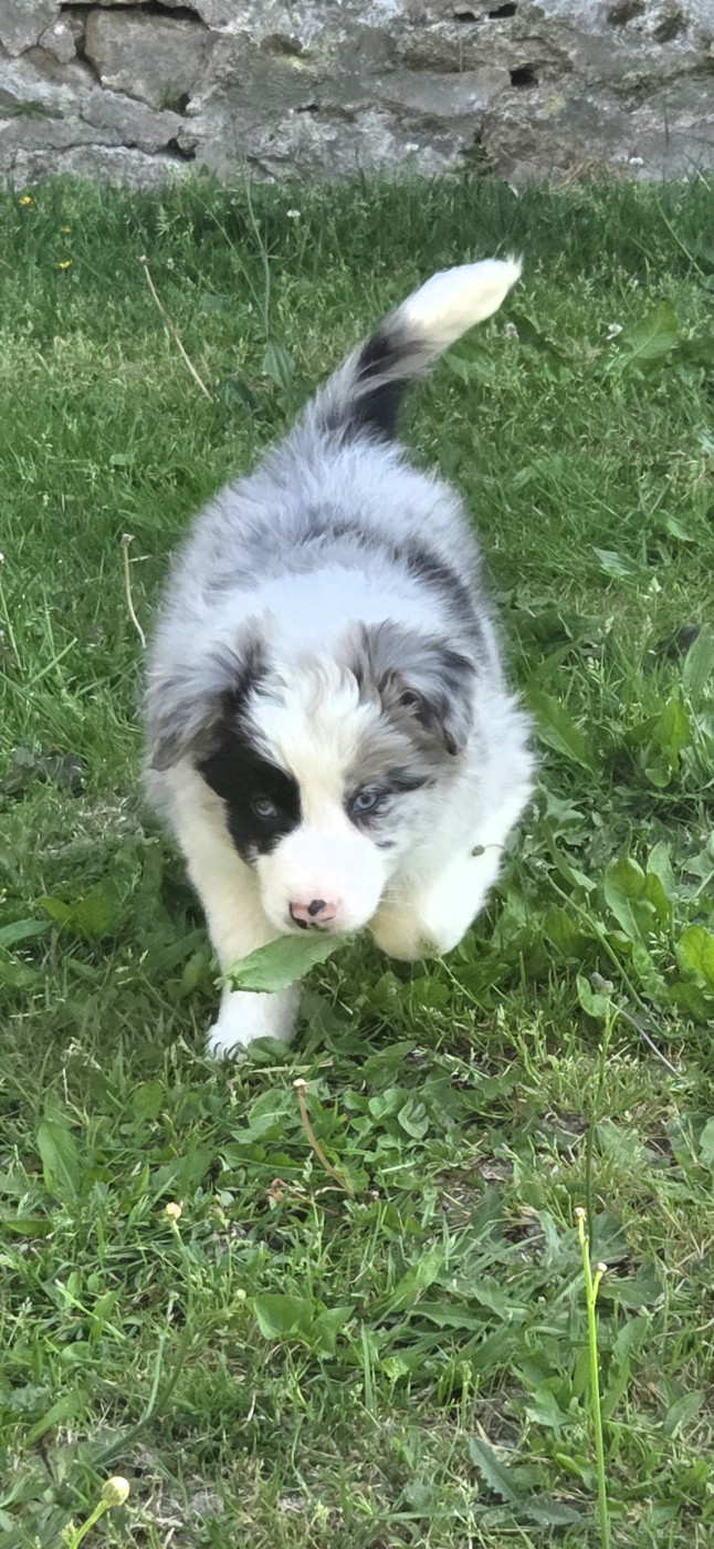 Nathalie Rogues - Chiots disponibles - Border Collie