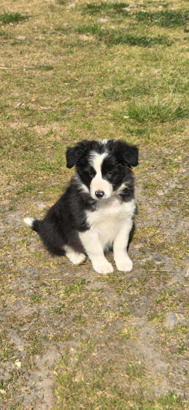 Nathalie Rogues - Chiots disponibles - Border Collie