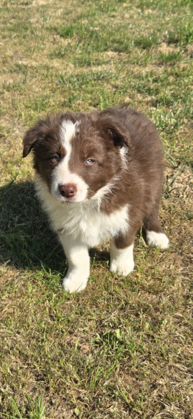 Nathalie Rogues - Chiots disponibles - Border Collie