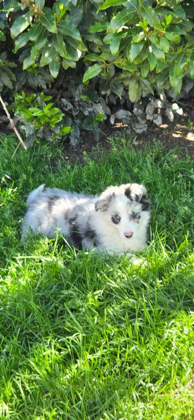 Nathalie Rogues - Chiots disponibles - Border Collie