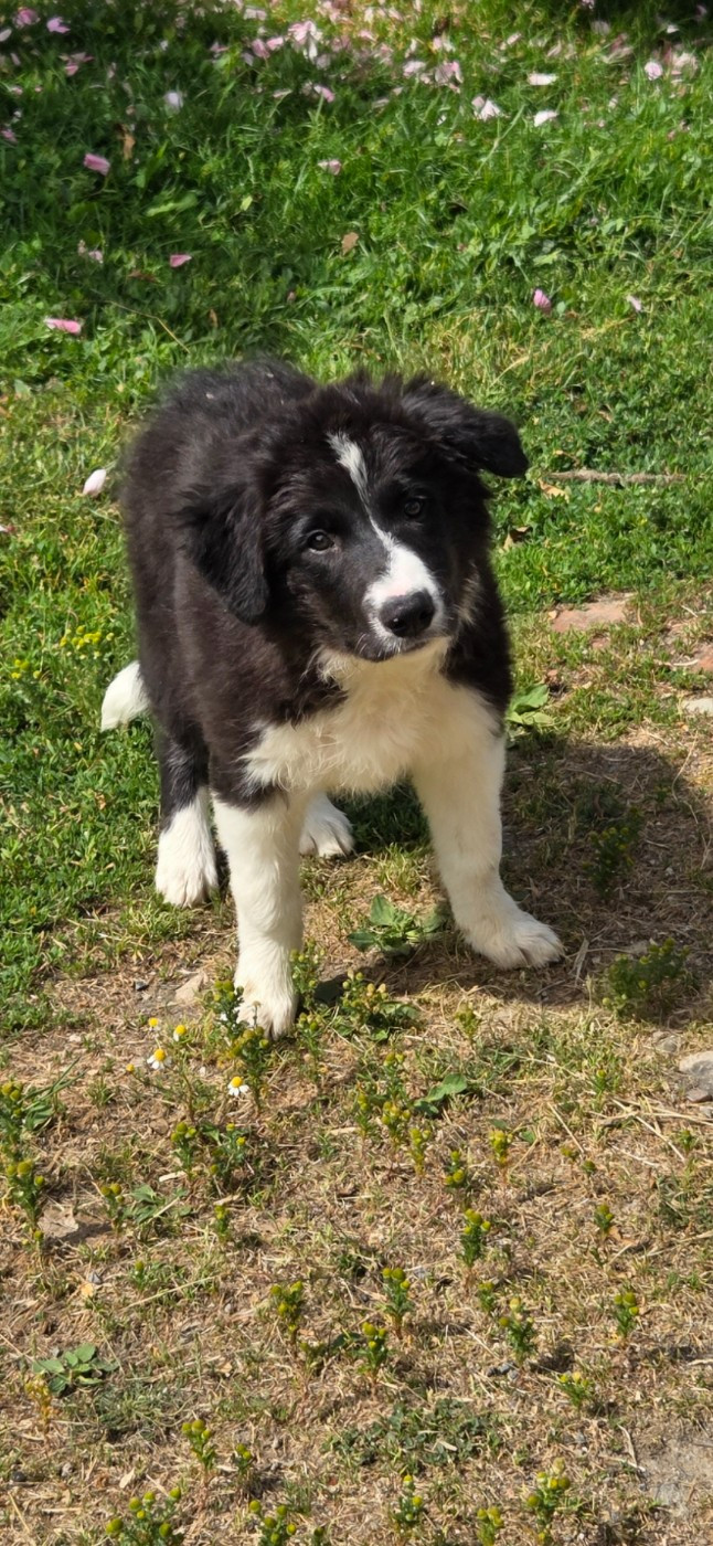 Nathalie Rogues - Chiots disponibles - Border Collie