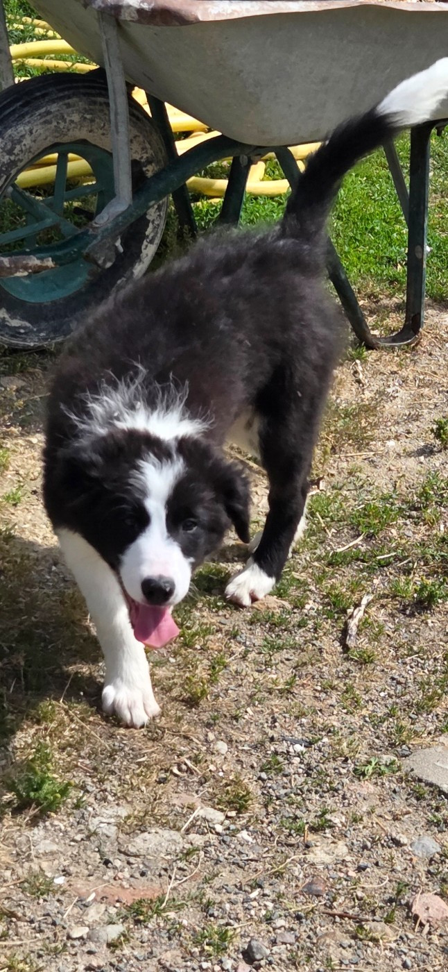 Nathalie Rogues - Chiots disponibles - Border Collie