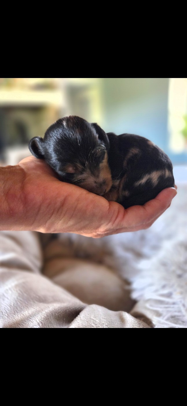 Nathalie Rogues - Chiots disponibles - Teckel poil long