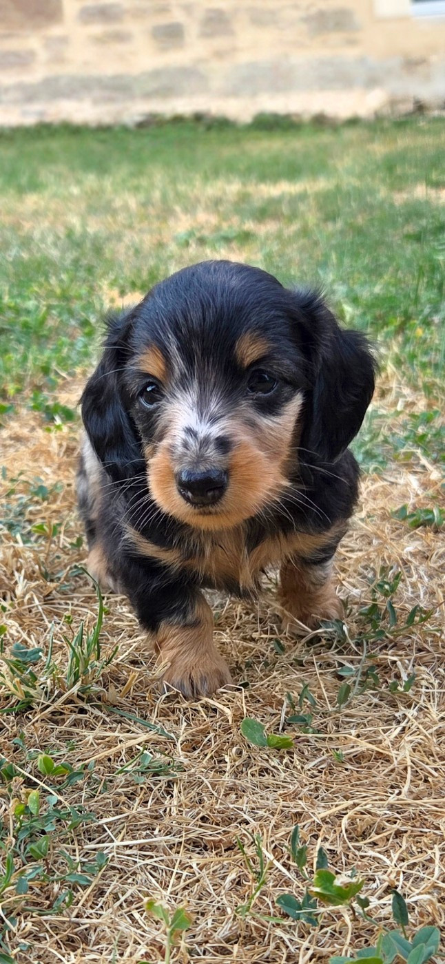 Nathalie Rogues - Chiots disponibles - Teckel poil long