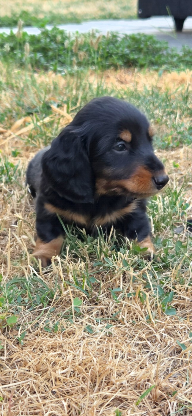 Nathalie Rogues - Chiots disponibles - Teckel poil long