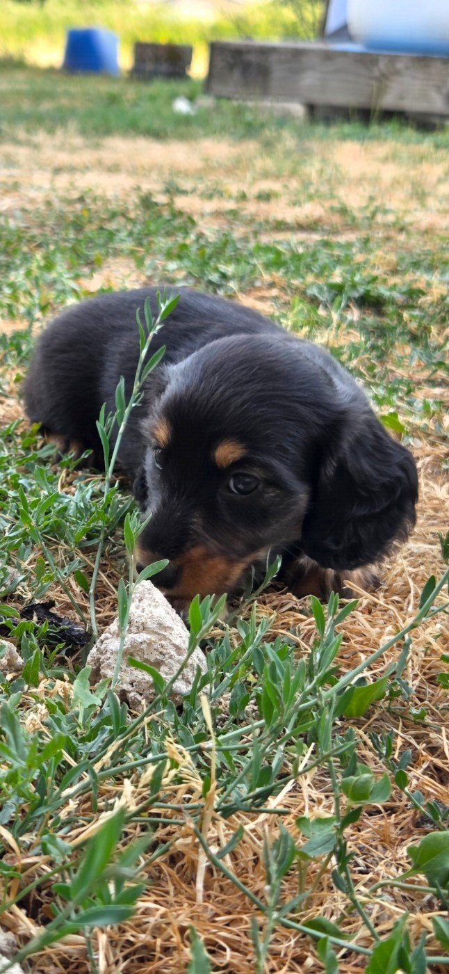 Nathalie Rogues - Chiots disponibles - Teckel poil long