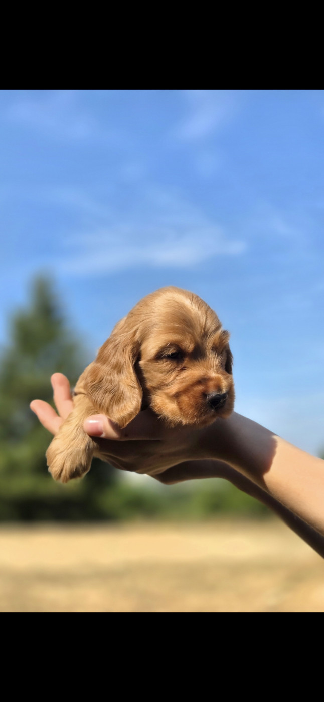 Nathalie Rogues - Chiots disponibles - Cocker Spaniel Anglais