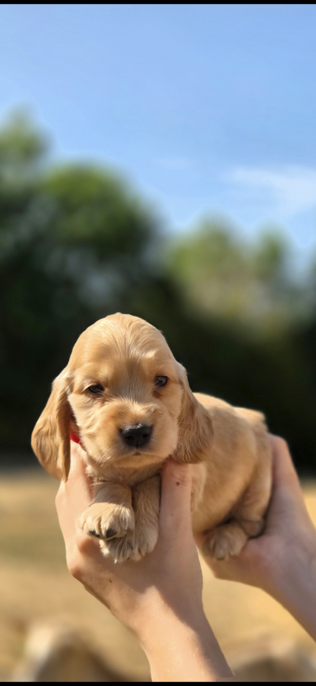 Nathalie Rogues - Chiots disponibles - Cocker Spaniel Anglais