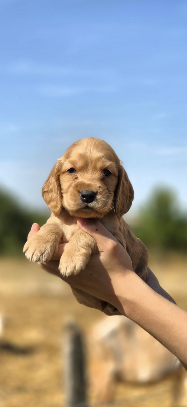 Nathalie Rogues - Chiots disponibles - Cocker Spaniel Anglais