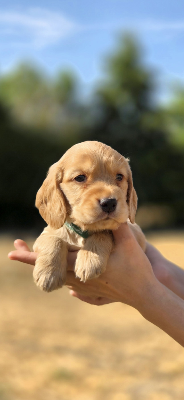Nathalie Rogues - Chiots disponibles - Cocker Spaniel Anglais