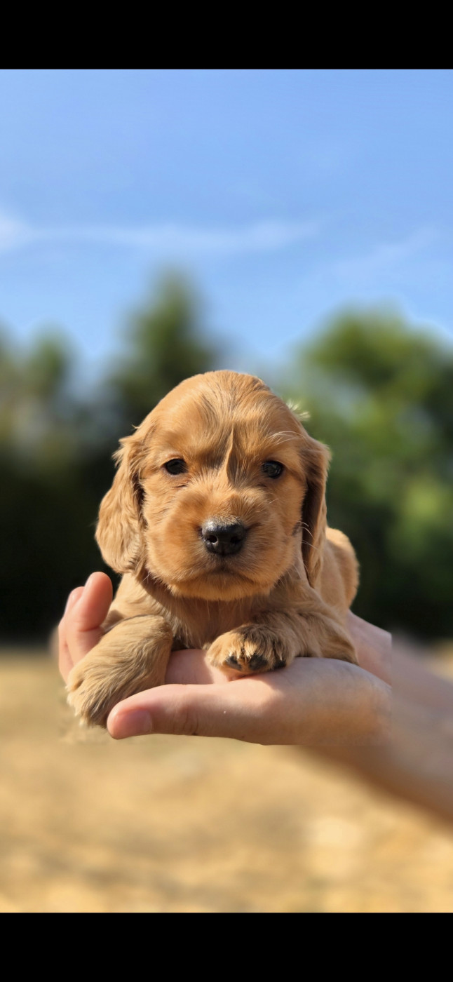 Nathalie Rogues - Chiots disponibles - Cocker Spaniel Anglais