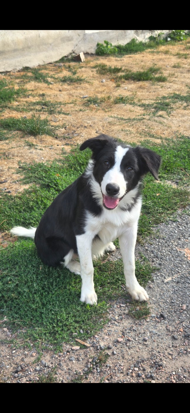 Nathalie Rogues - Chiots disponibles - Border Collie
