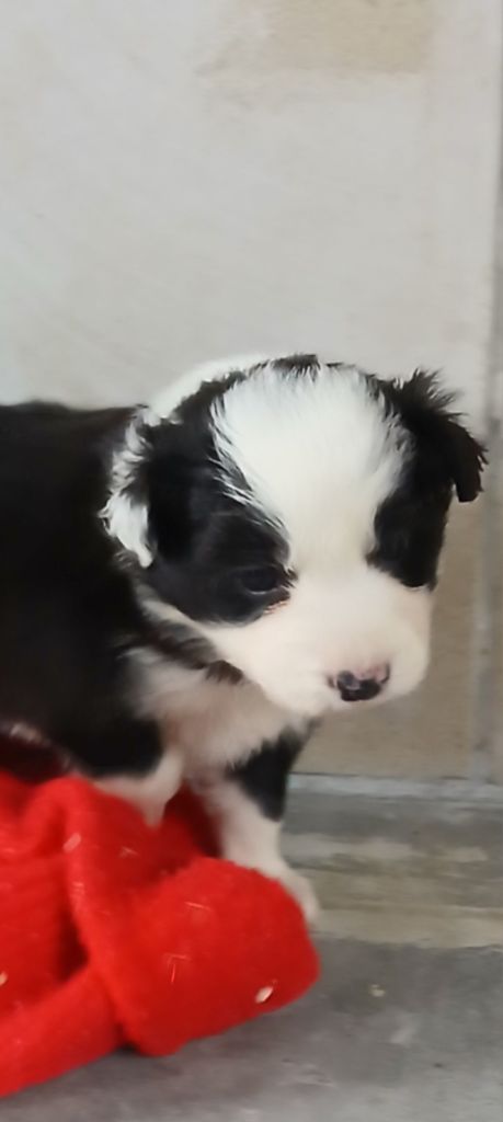 Nathalie Rogues - Chiots disponibles - Border Collie