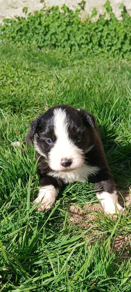 Nathalie Rogues - Chiots disponibles - Border Collie